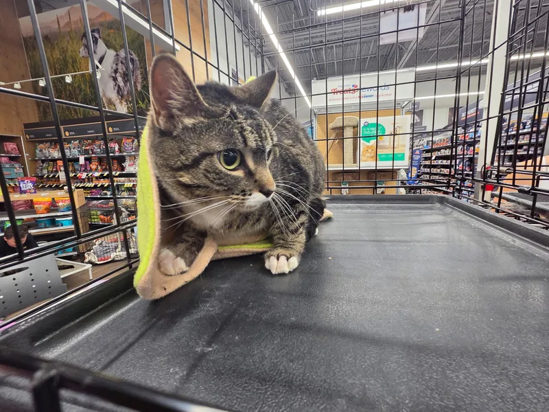 A young medium-sized female Domestic Short Hair cat named Danish for adoption in Pocatello, ID