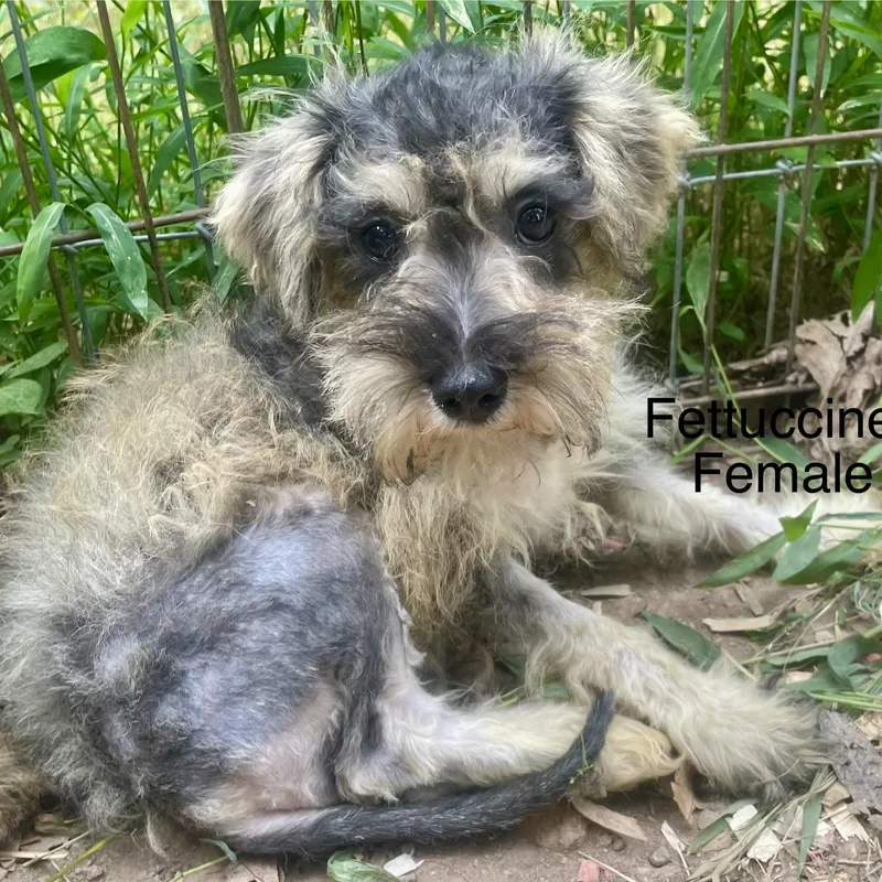 A baby small-sized male Miniature Schnauzer dog named Schnauzer Puppies for adoption in High View, WV