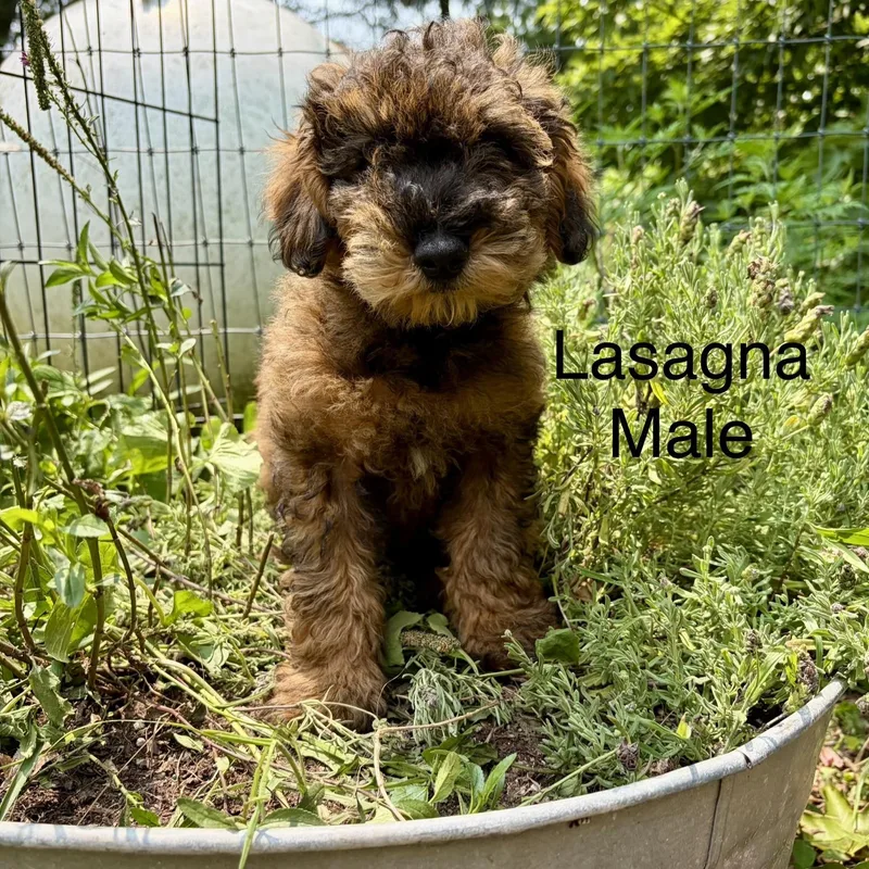 Schnauzer Puppies thumbnail 2