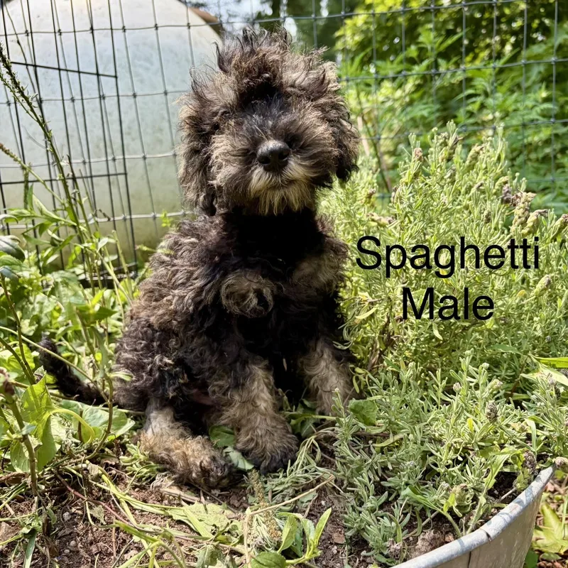 Schnauzer Puppies thumbnail 4
