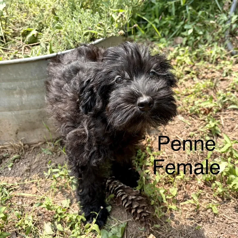 Schnauzer Puppies thumbnail 5