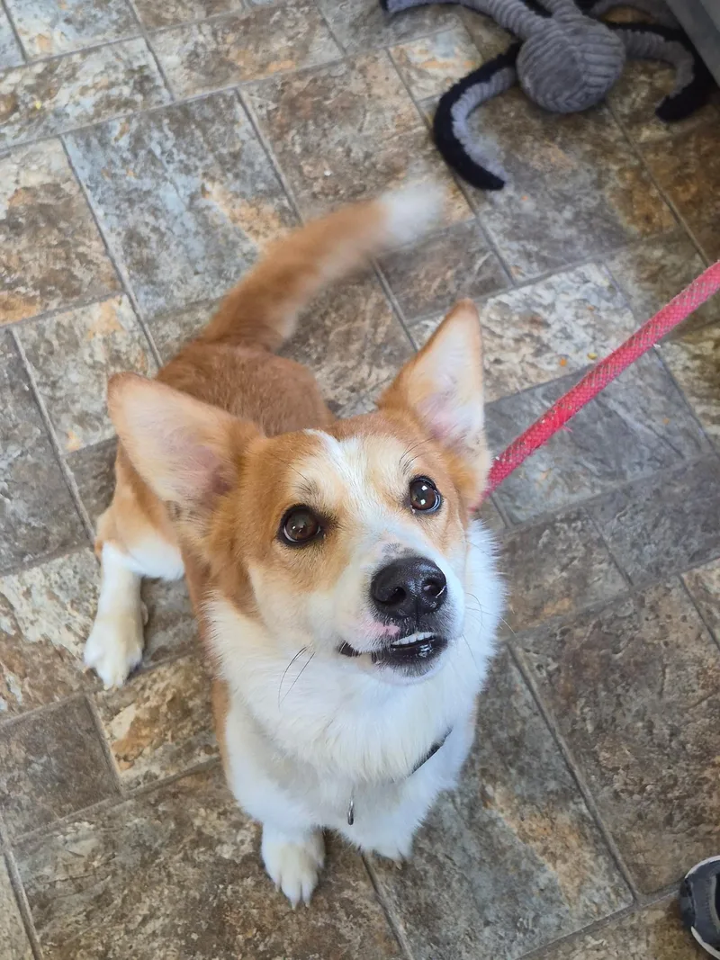 A young small-sized male Cardigan Welsh Corgi dog named Todd for adoption in Anderson, IN