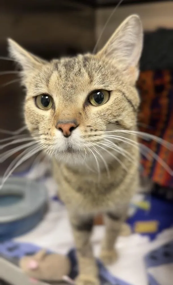 An adult medium-sized male Brown / Chocolate Domestic Short Hair cat named Gronk for adoption in Bemidji, MN