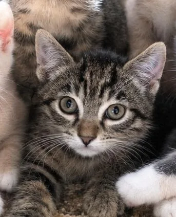 A young medium-sized male Tabby (Brown / Chocolate) Domestic Short Hair cat named Polenta for adoption in Mission Viejo, CA