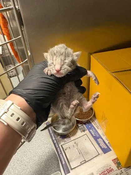 A baby small-sized male Domestic Short Hair cat named Chi for adoption in Sevierville, TN