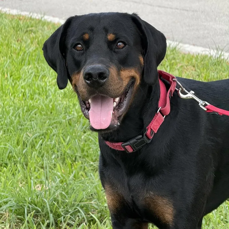 An adult large-sized male Black Doberman Pinscher dog named Popcorn for adoption in Miami, FL
