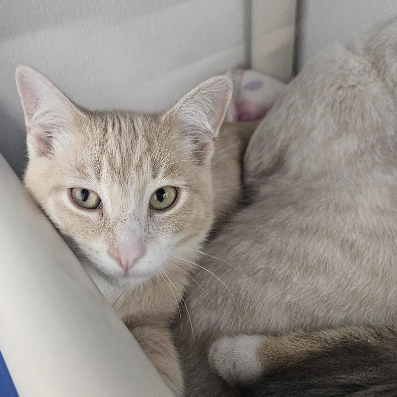 A baby small-sized male Buff & White Domestic Short Hair cat named Alex for adoption in Kalamazoo, MI