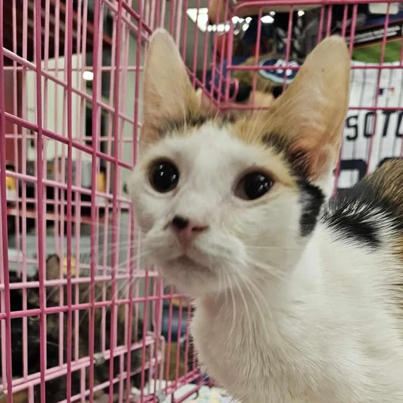 Cocoa Bean thumbnail 3