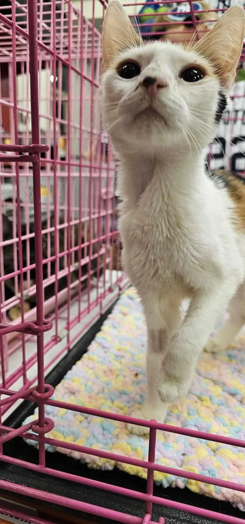 Cocoa Bean thumbnail 4