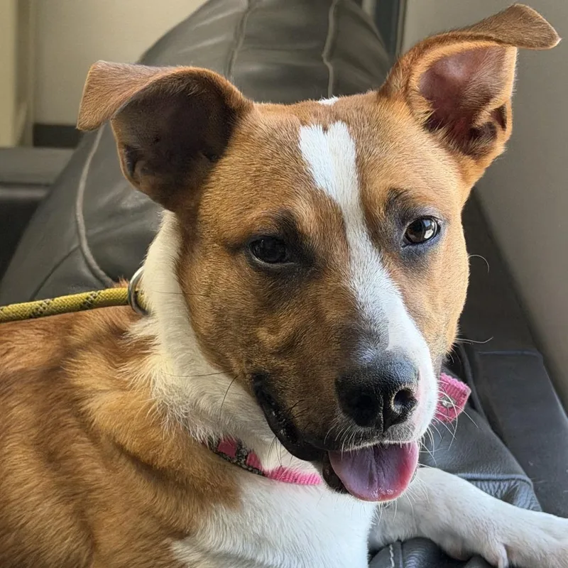 A baby small-sized male Brown / Chocolate Cattle Dog dog named Cordell for adoption in Marion, VA
