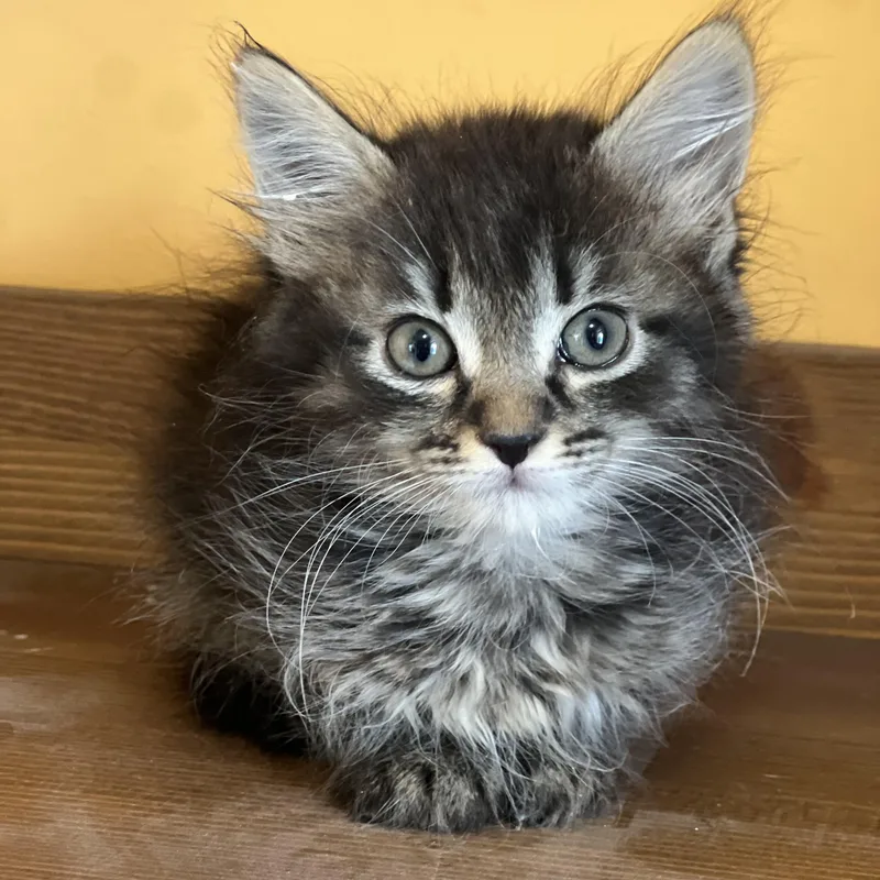 A baby medium-sized female Tabby (Brown / Chocolate) Domestic Long Hair cat named Nessa for adoption in Greensboro, NC