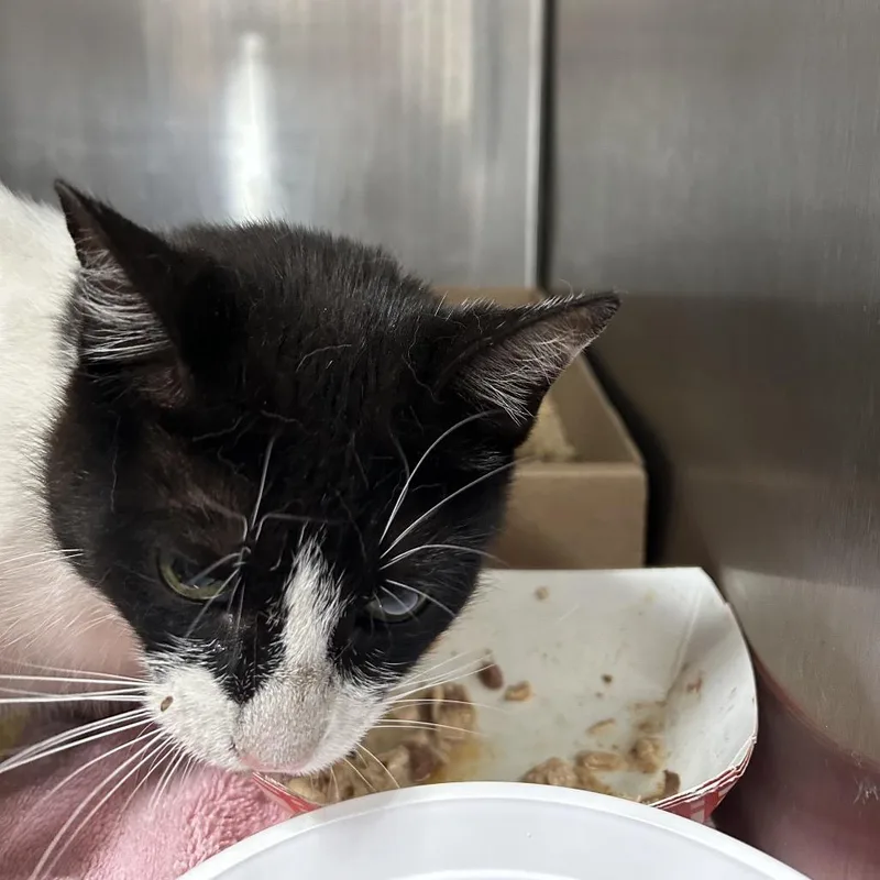 An adult small-sized female Black Domestic Short Hair cat named Ethel for adoption in Newark, NJ