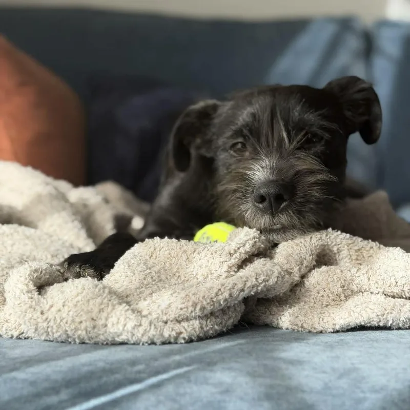 A young medium-sized female Black Terrier dog named Emery for adoption in Alma, WI