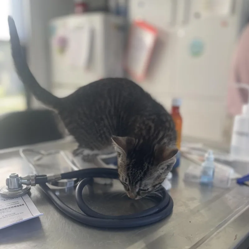 A baby small-sized female Black Domestic Short Hair cat named Honeysuckle for adoption in Chapel Hill, NC
