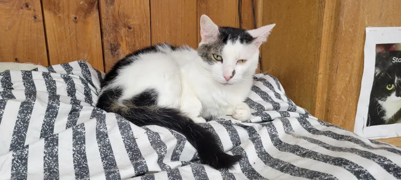 A young medium-sized male White Tabby cat named Paxton for adoption in Coventry, CT