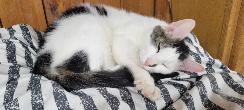 Paxton thumbnail 2