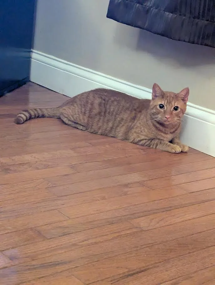 An adult large-sized male Domestic Short Hair cat named Tigger for adoption in Bloomington, IN