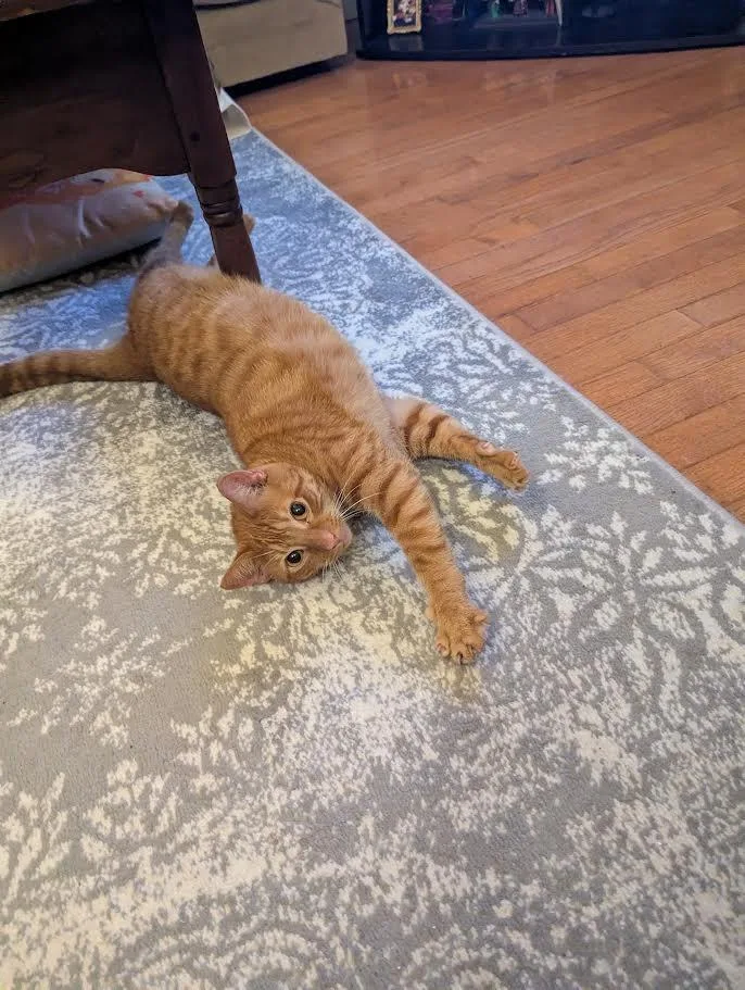 Tigger thumbnail 3