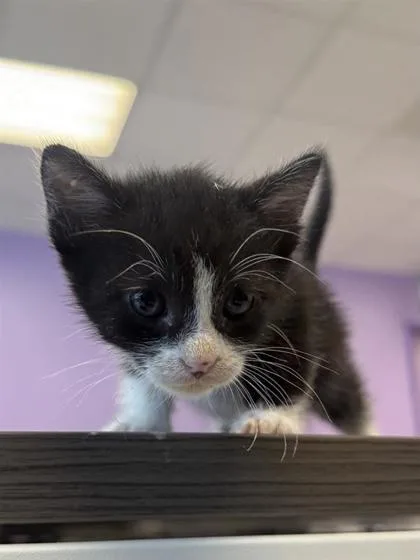 A baby small-sized male White Domestic Short Hair cat named Gustavo for adoption in El Paso, TX