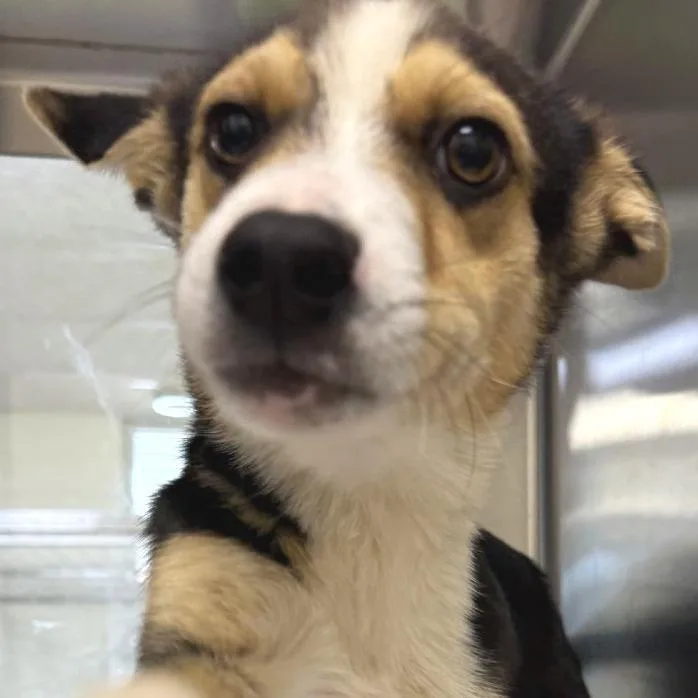 A young medium-sized male Black Mixed Breed dog named Hot Dog for adoption in Las Cruces, NM