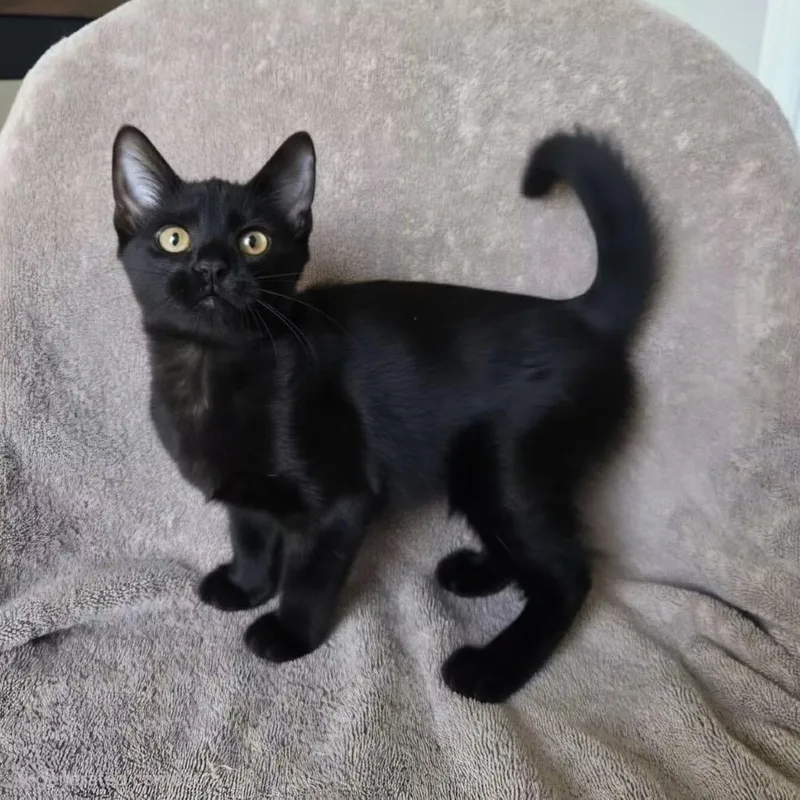 A baby small-sized female Black Domestic Short Hair cat named Angelica Pickles for adoption in Union, MO