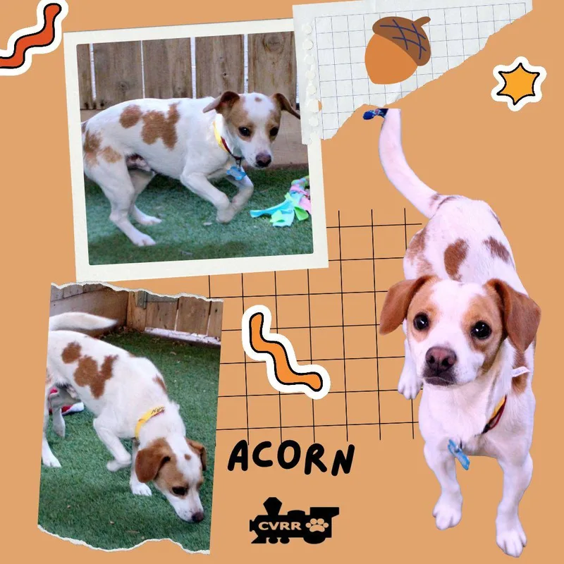 An adult small-sized male Beagle dog named Acorn for adoption in LINDSAY, CA
