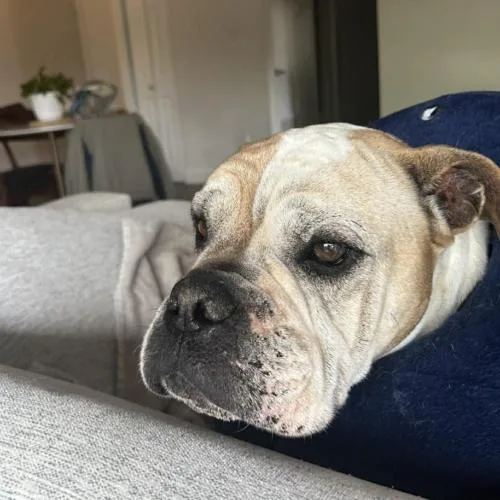 A senior large-sized male Yellow / Tan / Blond / Fawn American Bulldog dog named Max for adoption in Austin, TX