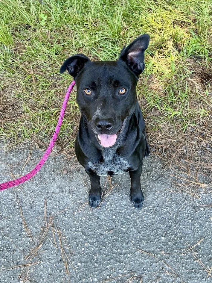 A young medium-sized male Mixed Breed dog named Dexter for adoption in Georgetown, SC