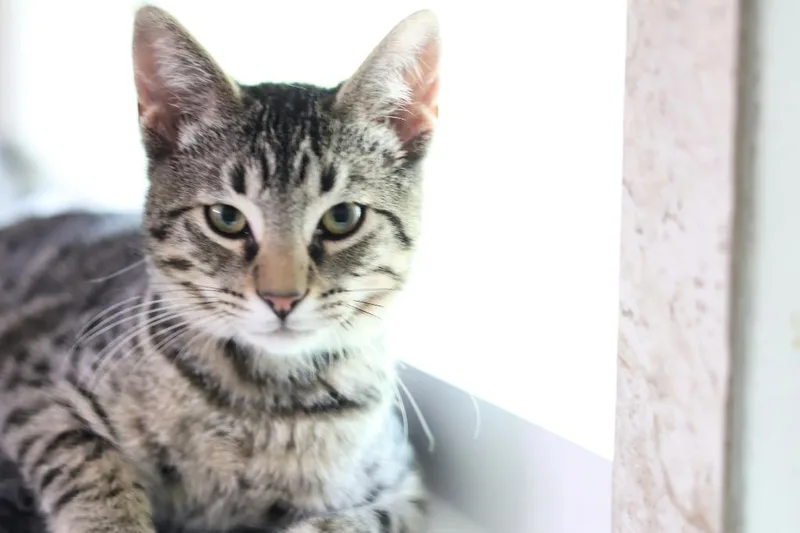 A baby medium-sized male Domestic Short Hair cat named Yodel for adoption in Hot Springs, AR