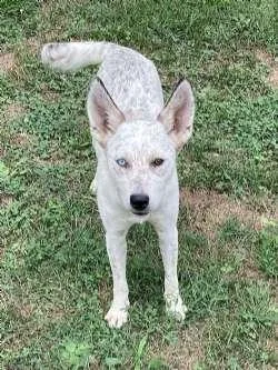 A young medium-sized female Australian Cattle Dog / Blue Heeler dog named Jenna for adoption in Sudbury, MA