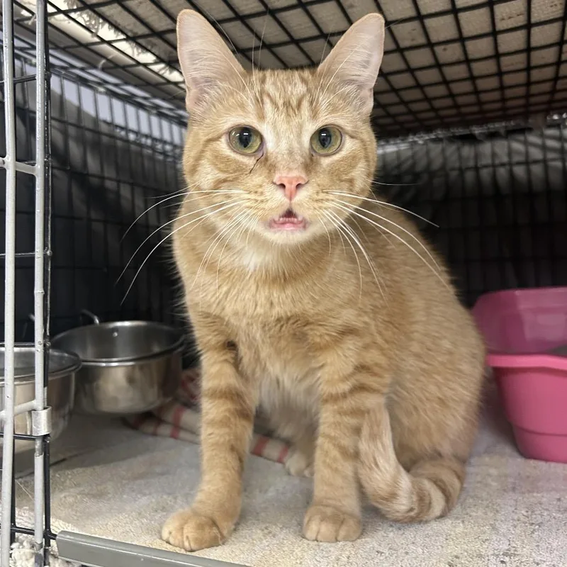 A young small-sized male Orange / Red Domestic Short Hair cat named Cheeto for adoption in Milford, IA