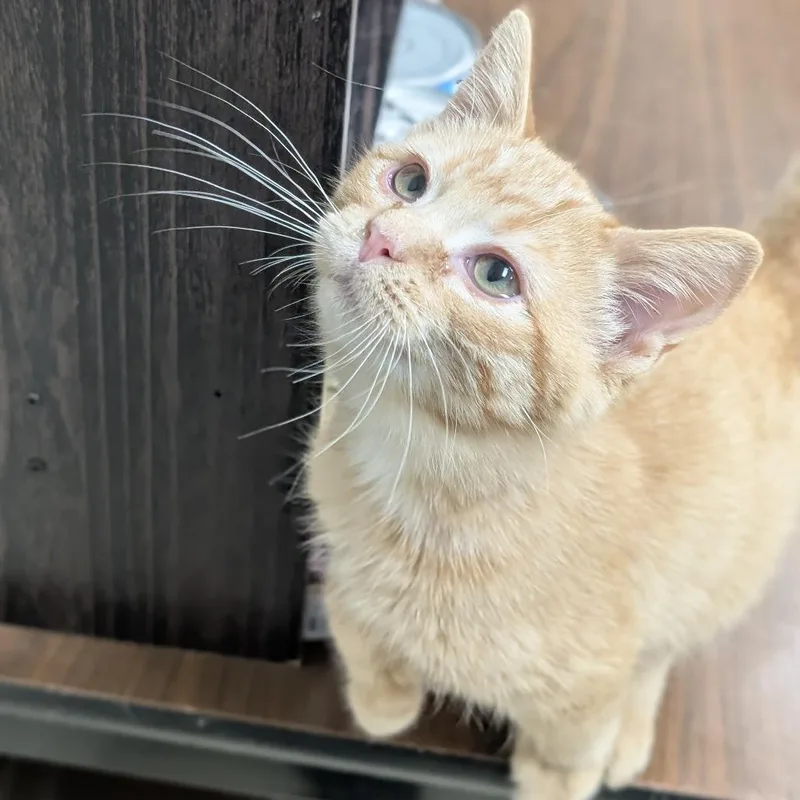 Cheeto thumbnail 3