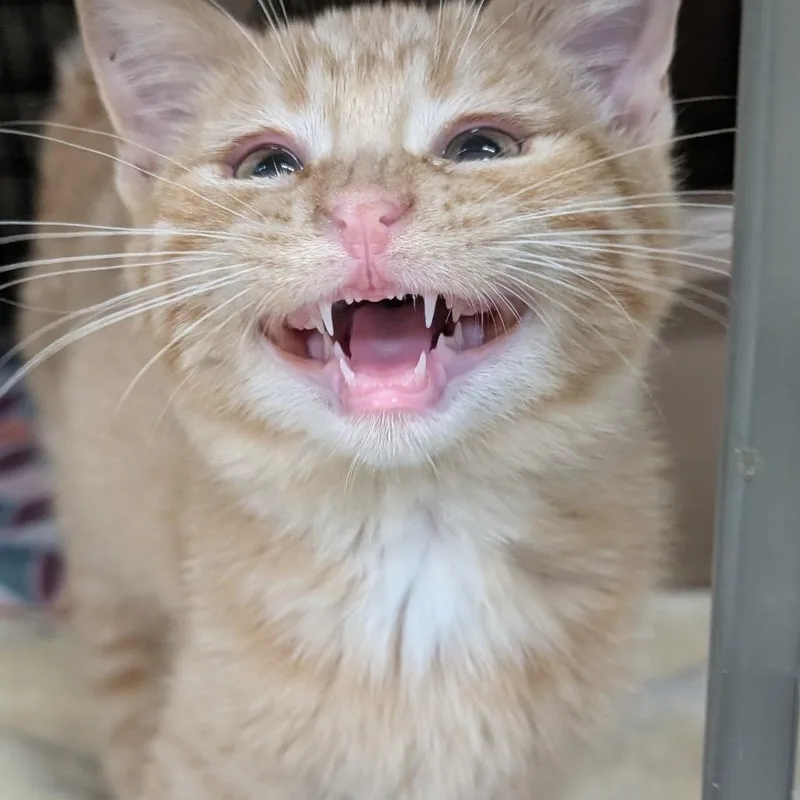 Cheeto thumbnail 4