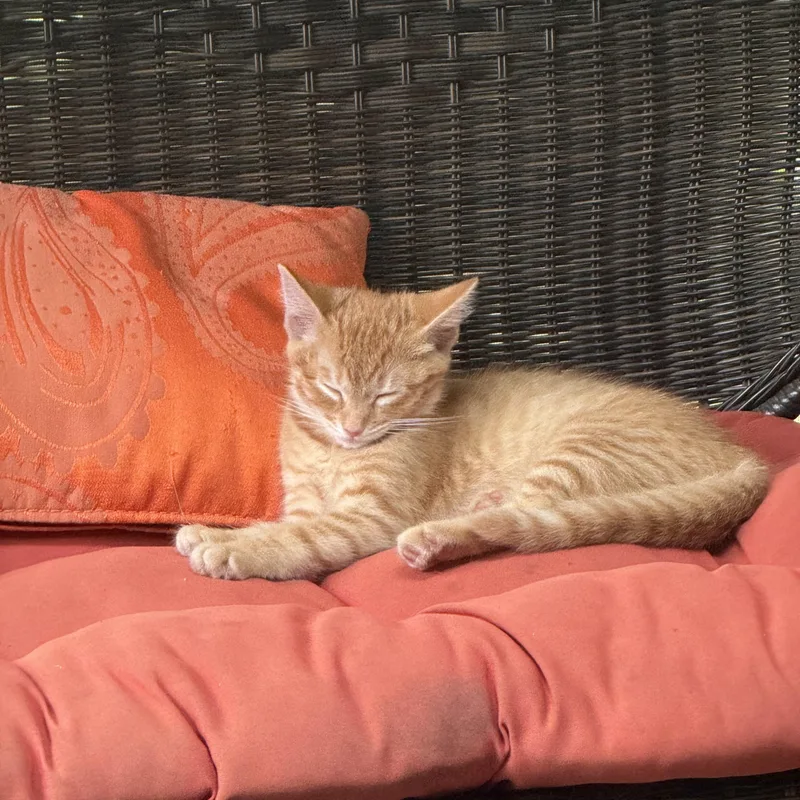 A baby medium-sized female Tabby (Orange / Red) Domestic Short Hair cat named Smokey for adoption in Beltsville, MD