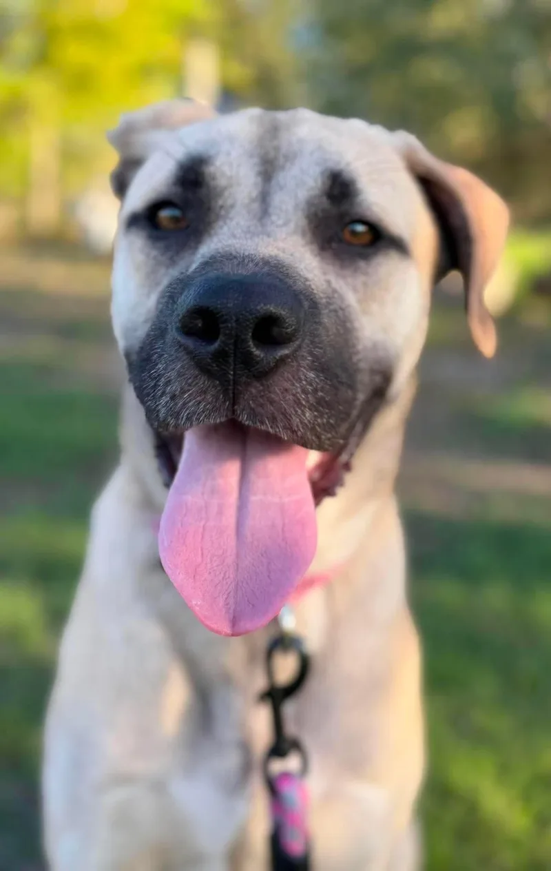 An adult large-sized female Mastiff dog named Chloe for adoption in Milwaukee, WI