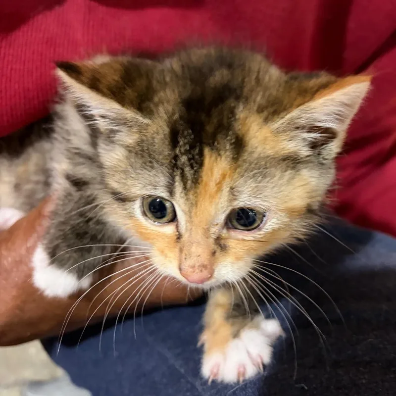A baby small-sized female Calico Domestic Short Hair cat named Carmen for adoption in Waldorf, MD