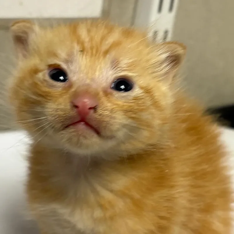 A baby small-sized male Orange / Red Domestic Short Hair cat named Troy for adoption in Kanab, UT