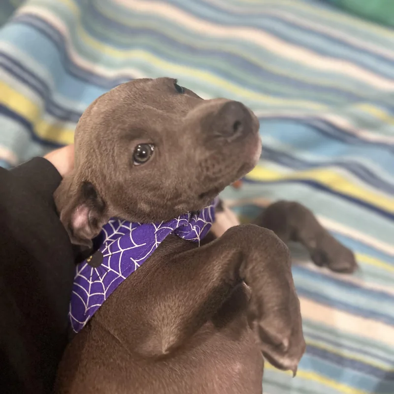 Daphne