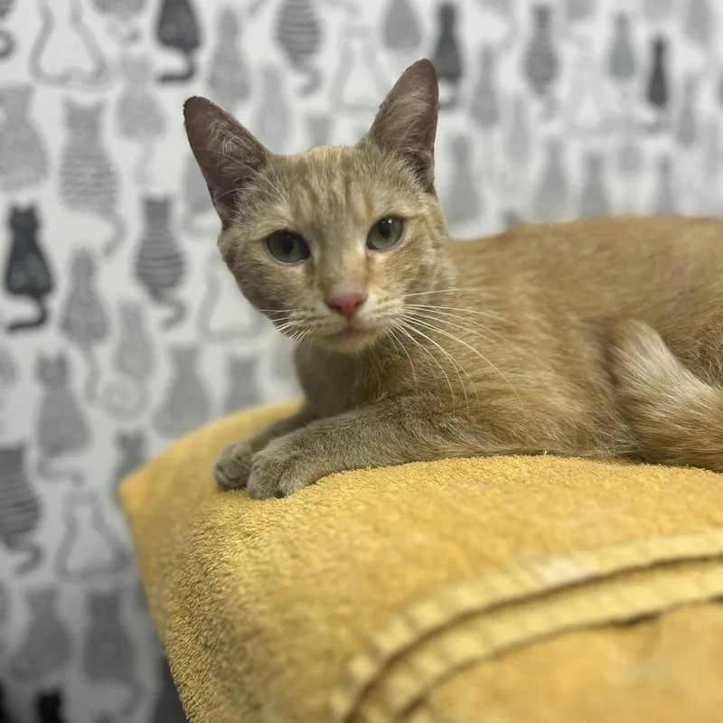 An adult medium-sized female Buff / Tan / Fawn Domestic Short Hair cat named Stinky Minky for adoption in Novelty, OH