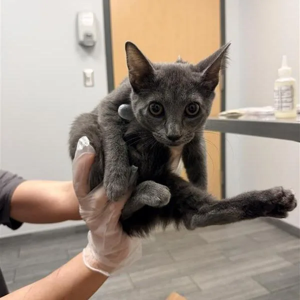 A baby small-sized female Gray / Blue / Silver Domestic Short Hair cat named Winky for adoption in Jacksonville, FL