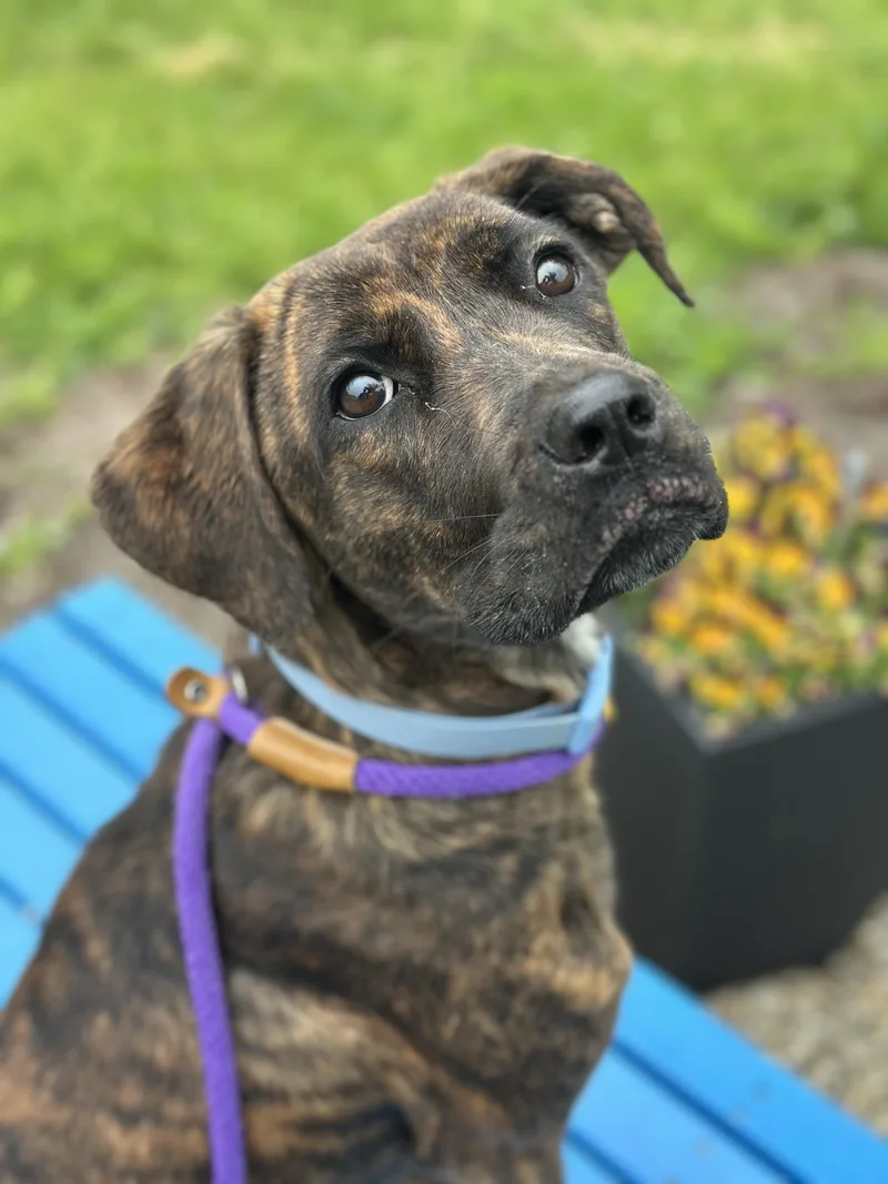 A young medium-sized female Brown / Chocolate Boxer dog named Vada for adoption in Cleveland, OH