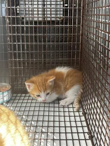 A baby small-sized female Domestic Short Hair cat named Penelope for adoption in Houston, TX