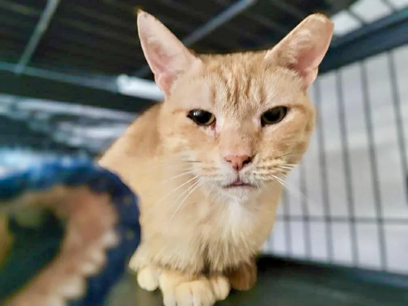 A senior small-sized male Orange & White Domestic Short Hair cat named Queso for adoption in Gettysburg, PA