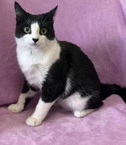 A young medium-sized female Domestic Short Hair cat named Dorito for adoption in Buffalo, MN