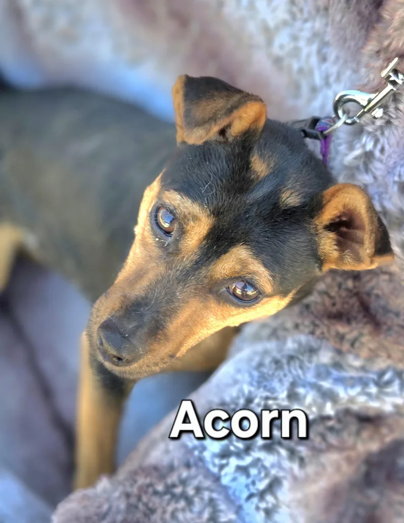 A young small-sized female Miniature Pinscher dog named Acorn for adoption in Yucca Valley, CA