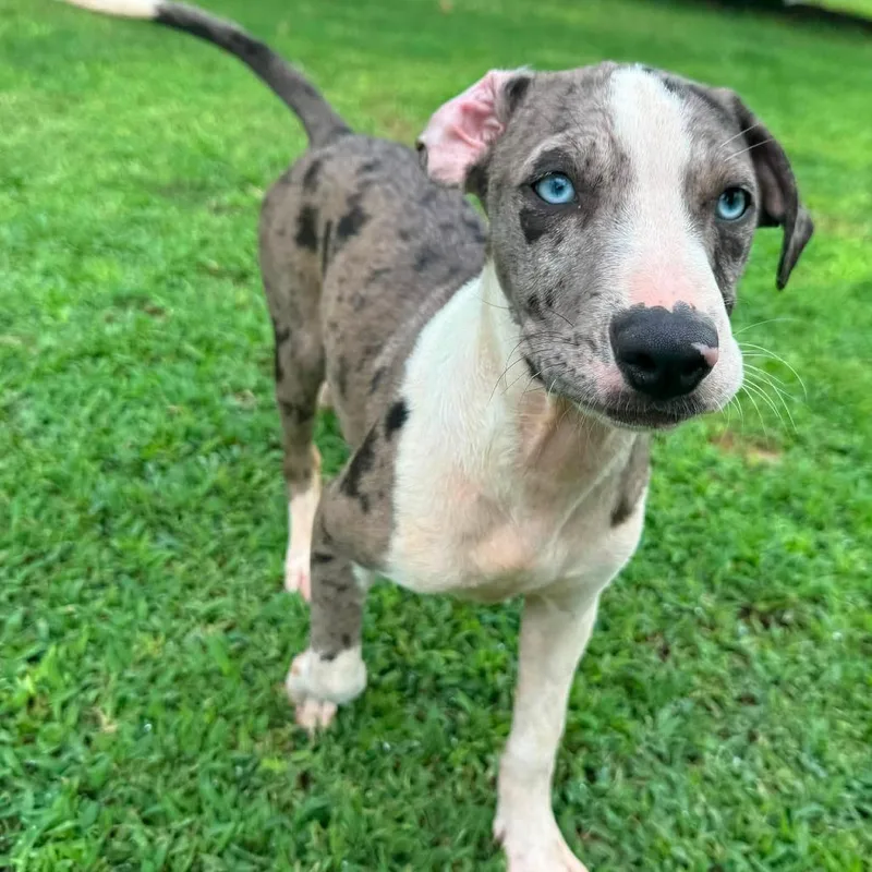 A young medium-sized female Merle (Blue) Catahoula Leopard Dog dog named Artica for adoption in Cumberland, RI