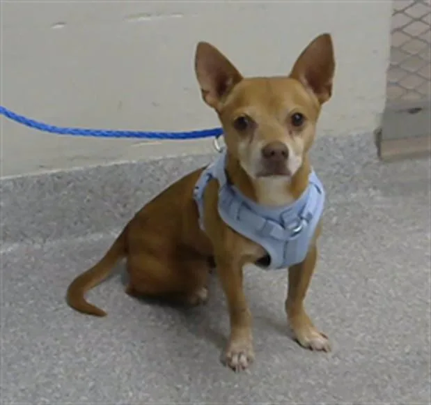 An adult small-sized male Chihuahua dog named Lenny for adoption in Pasadena, TX