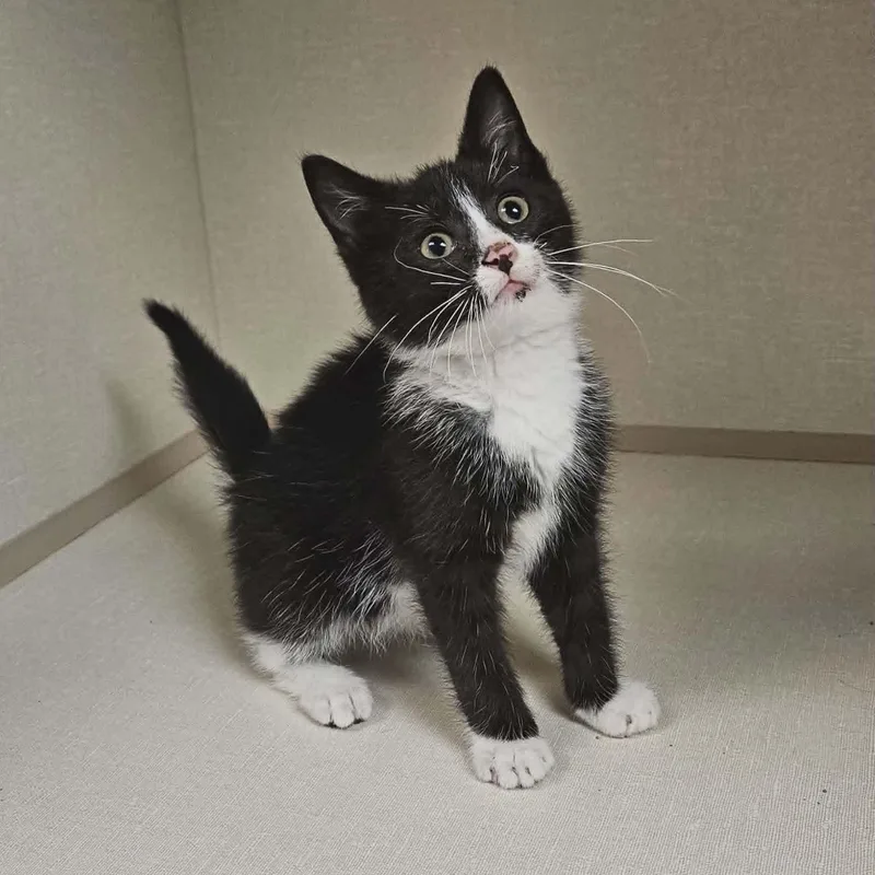 A baby medium-sized male Black & White / Tuxedo Domestic Short Hair cat named Toasty for adoption in Wapakoneta, OH