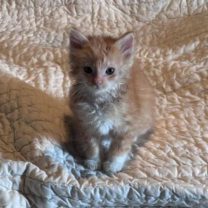 Poof Ball