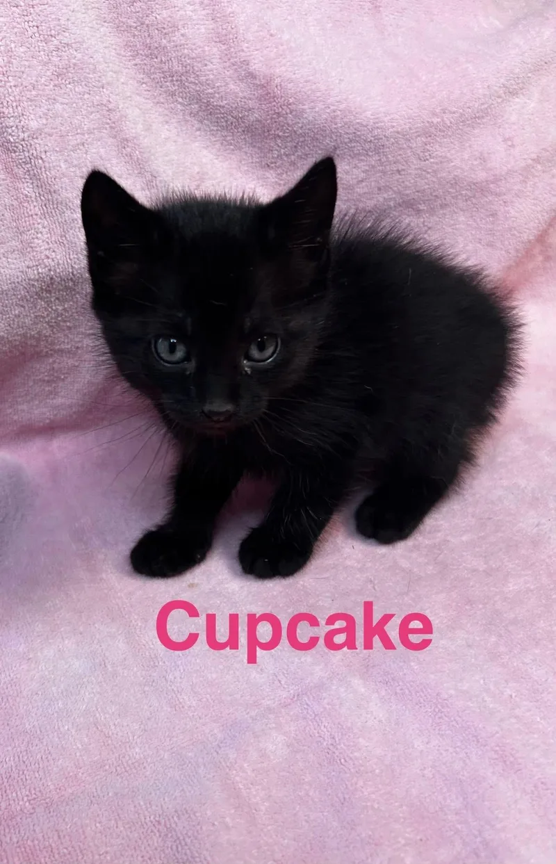 A baby small-sized female Black American Shorthair cat named Cupcake for adoption in Paulina, LA
